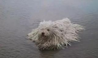 中国古代牧羊犬有多少种 匈牙利牧羊犬